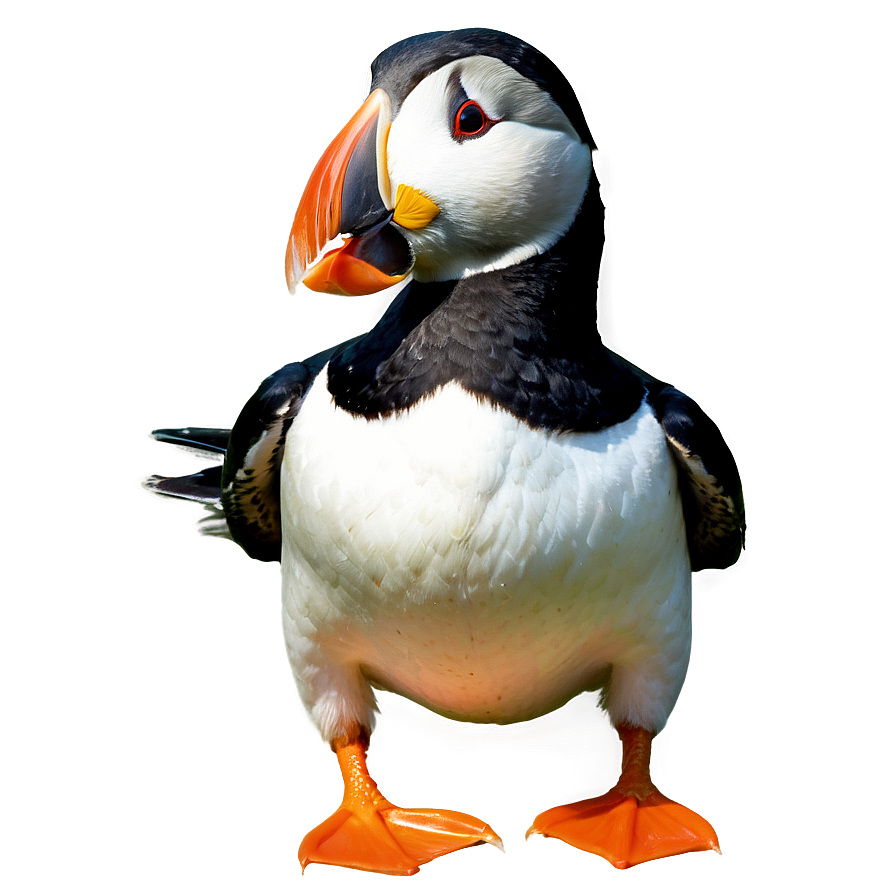 Puffin Eating Fish Png Ubi PNG Image