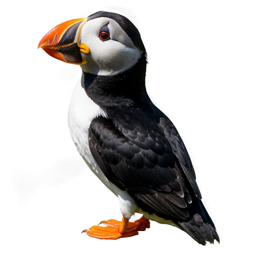 Puffin In The Wild Png 37 PNG Image