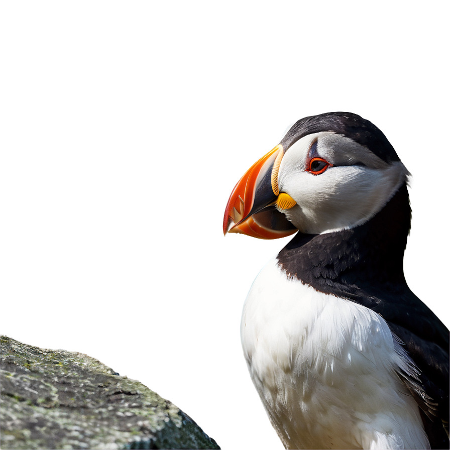 Puffin On Rock Png Gws PNG Image