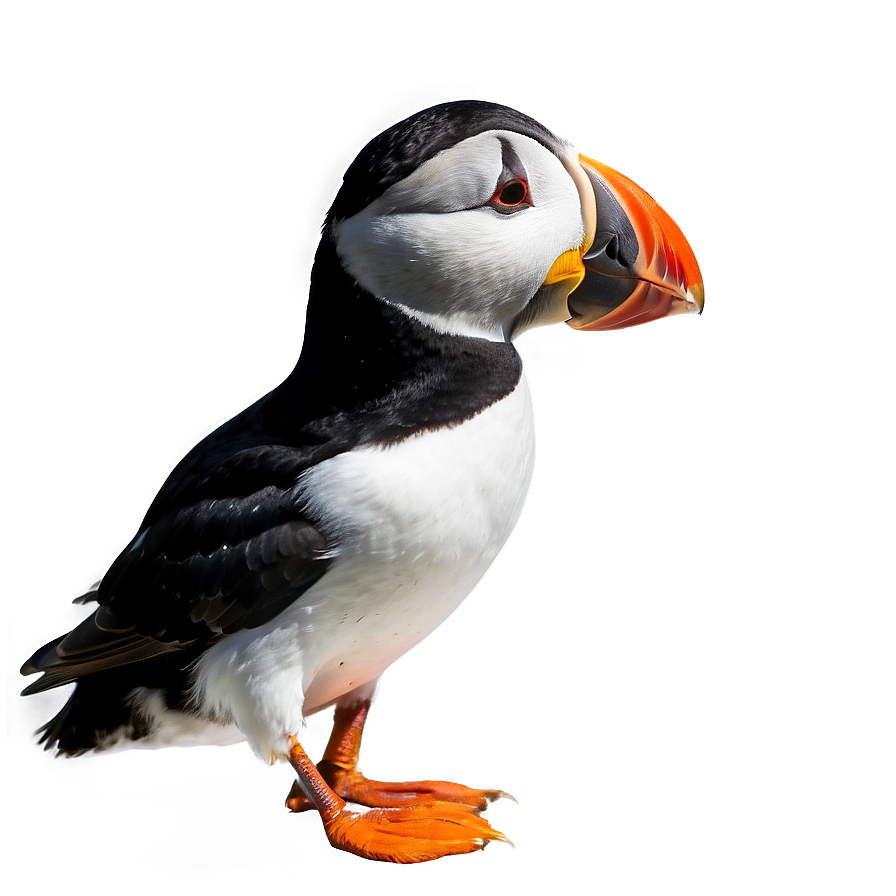 Puffin Profile View Png 06292024 PNG Image