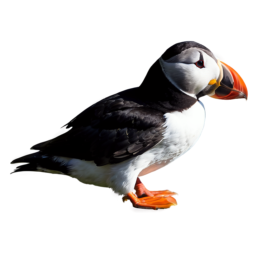 Puffin Profile View Png 90 PNG Image