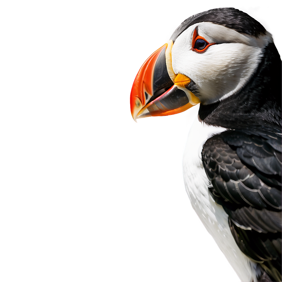 Puffin Profile View Png Vdx PNG Image