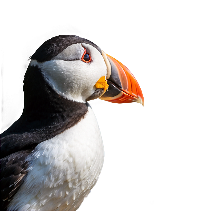 Puffin Profile View Png Xoo6 PNG Image