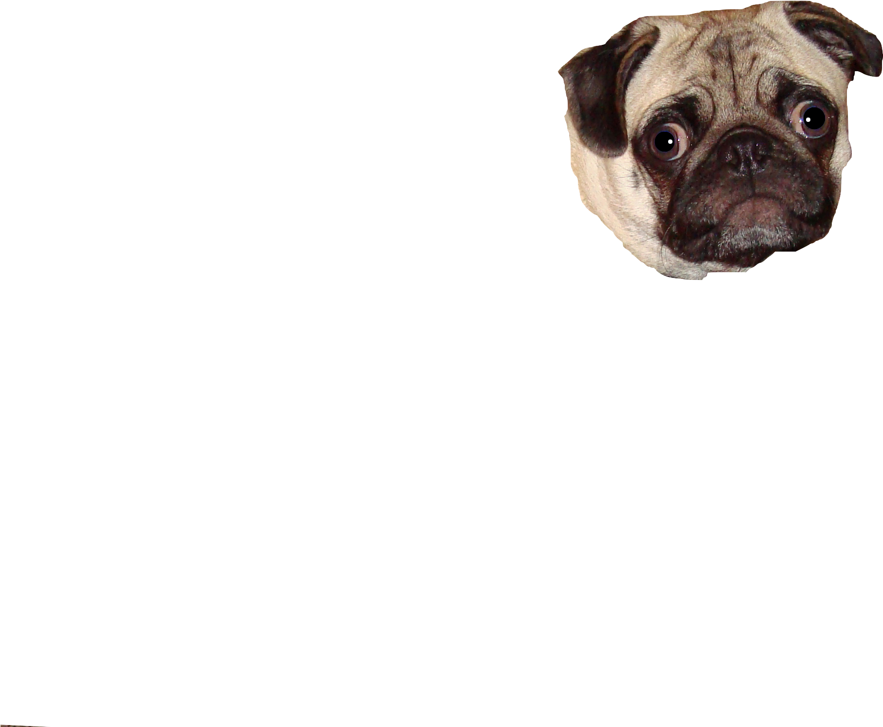 Pug Head Floatingon Blue Background PNG Image