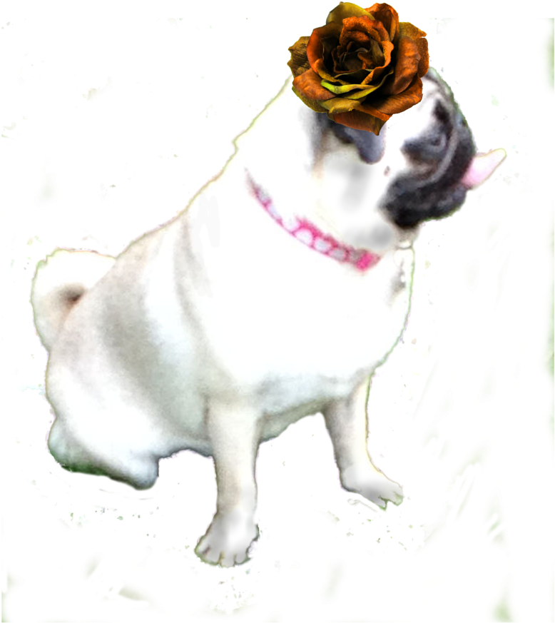 Pugwith Flower Hat PNG Image