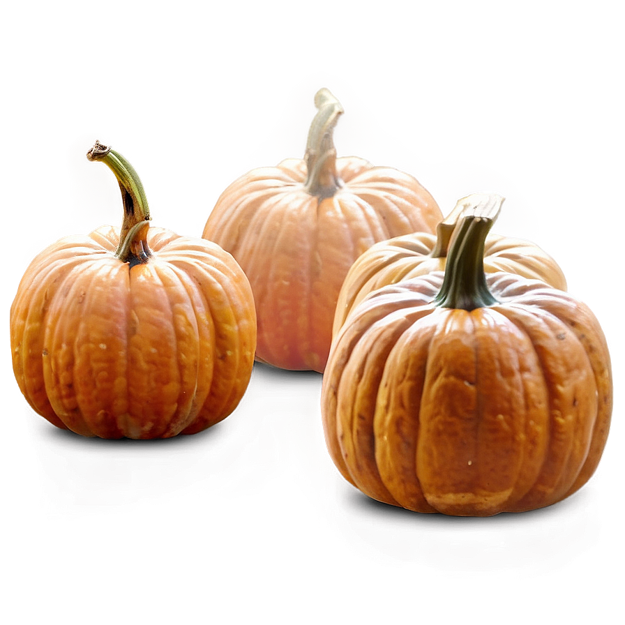 Pumpkin Harvest Festival Png Hkc PNG Image