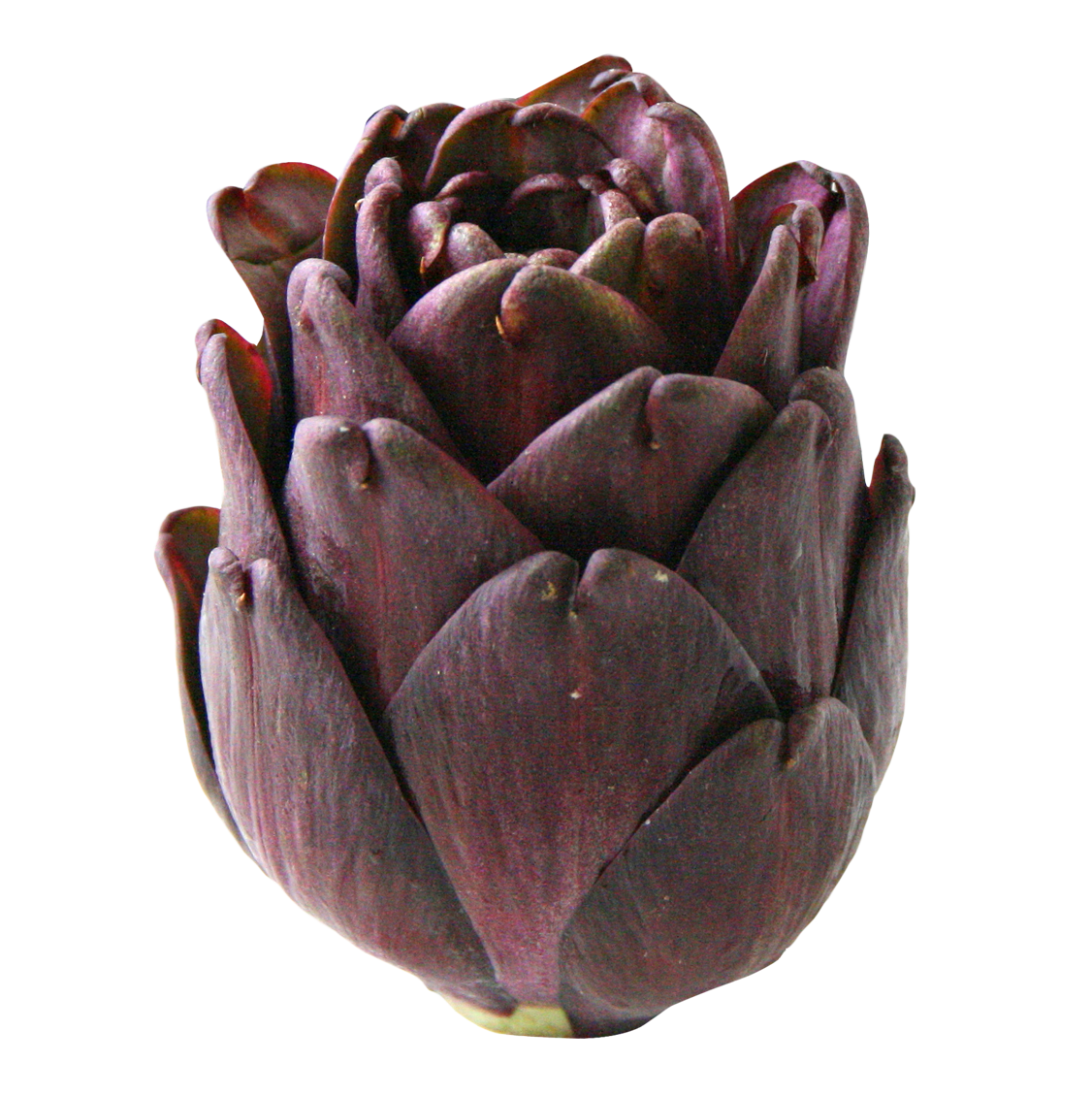 Purple Artichoke Isolated PNG Image