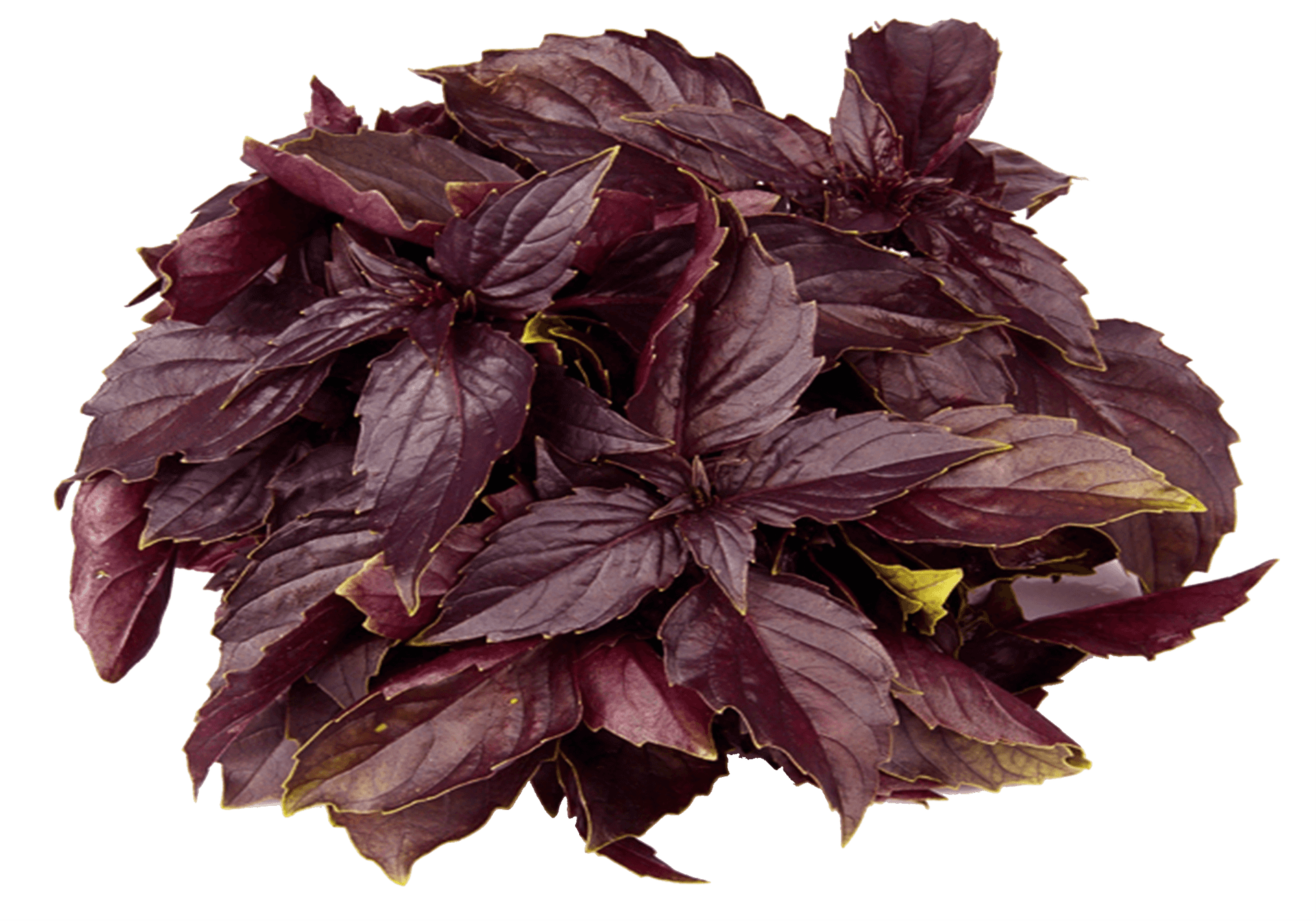 Purple Basil Leaves Cluster.png PNG Image