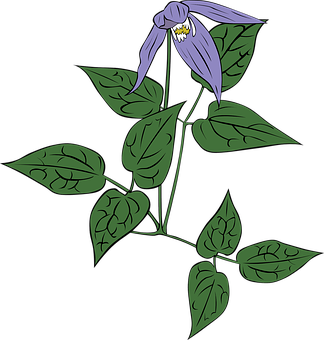 Purple Bell Flower Illustration PNG Image