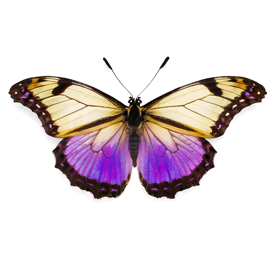 Purple Butterfly On White Png Daq45 PNG Image