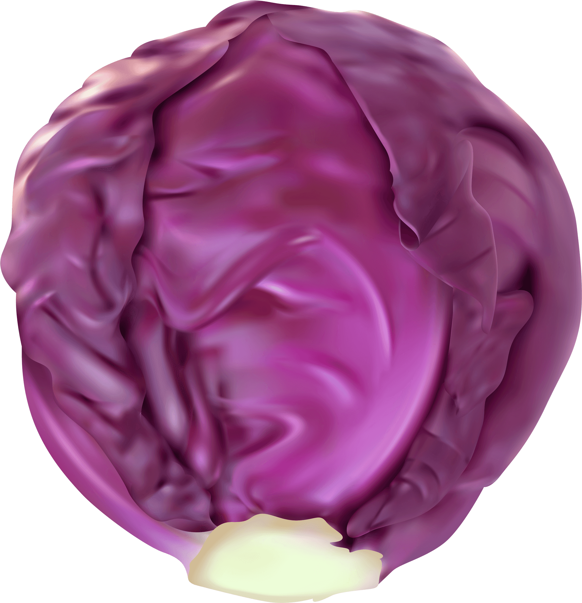 Cabbage PNG Images - PNGImages.com