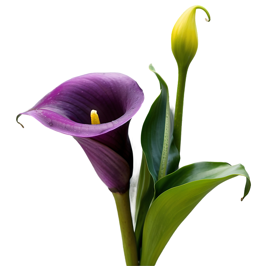 Purple Calla Lily Png 8 PNG Image