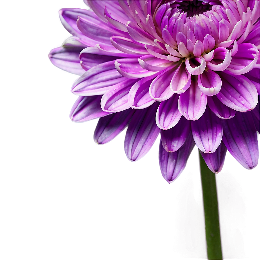 Purple Chrysanthemum Detail Png 2 PNG Image