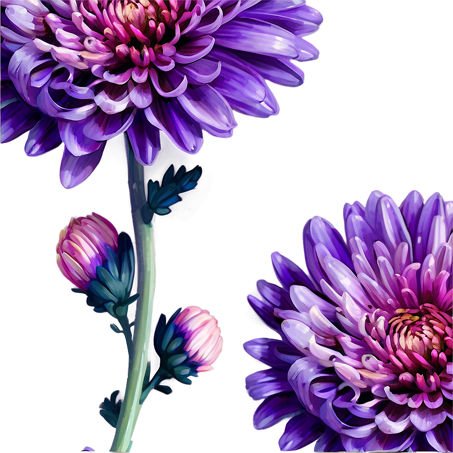 Purple Chrysanthemum Detail Png Bcj57 PNG Image