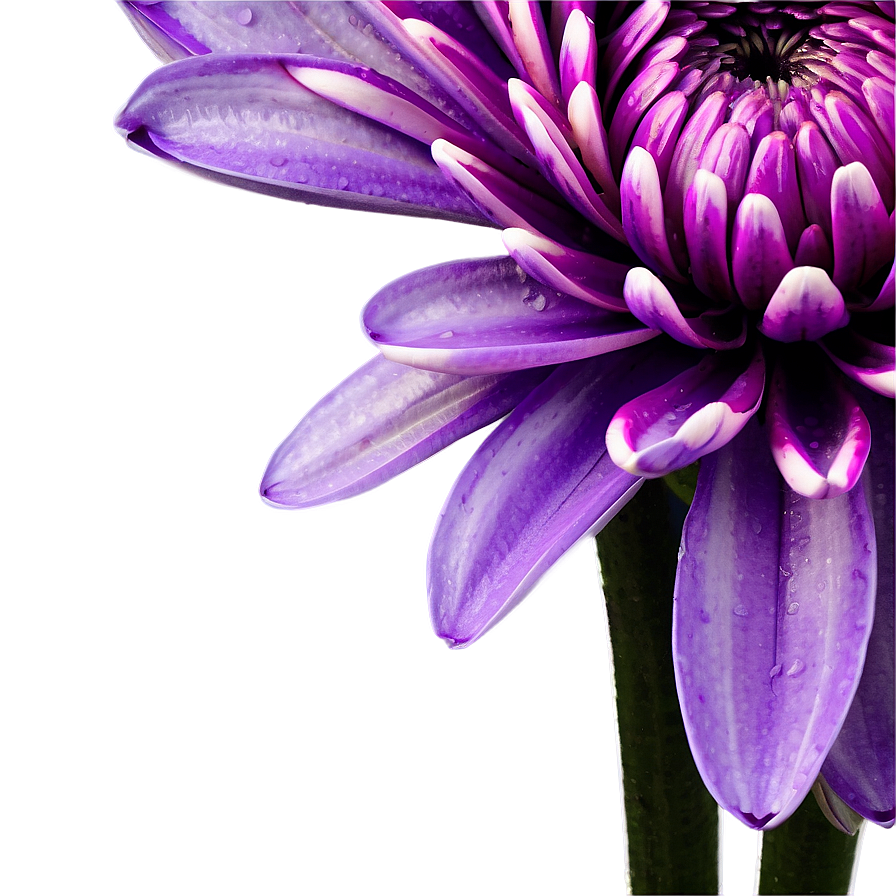 Purple Chrysanthemum Detail Png Xmr25 PNG Image