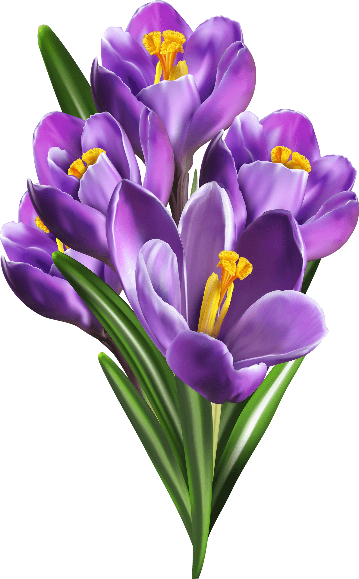 Purple Crocus Bouquet Transparent Background PNG Image