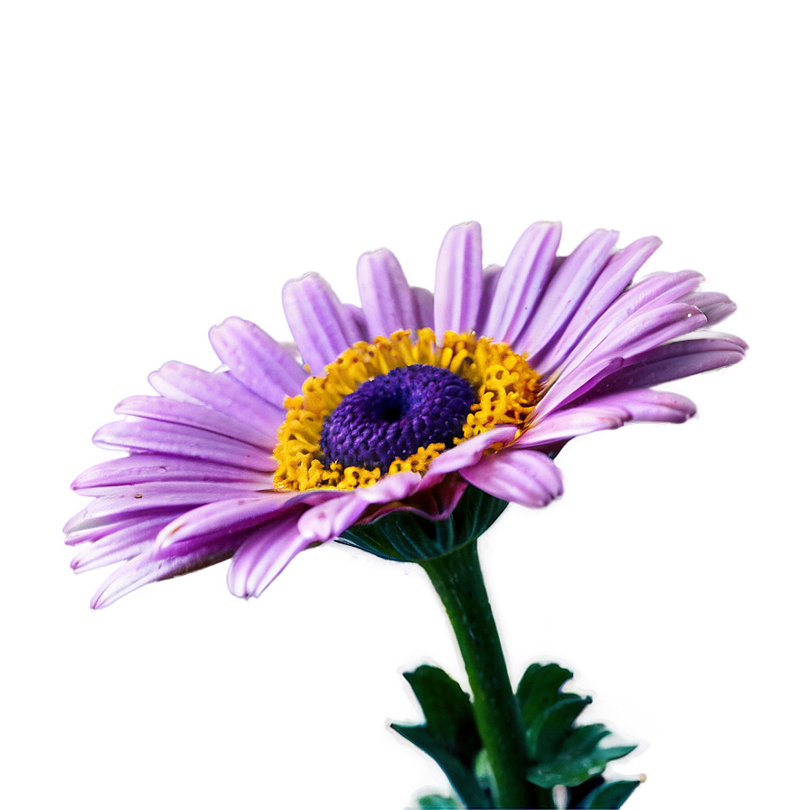 Purple Daisy Png 77 PNG Image