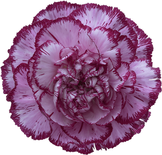 Purple Edged Carnation Flower PNG Image