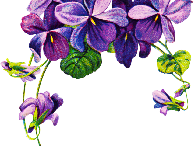 Purple Floral Leaf Border Design PNG Image