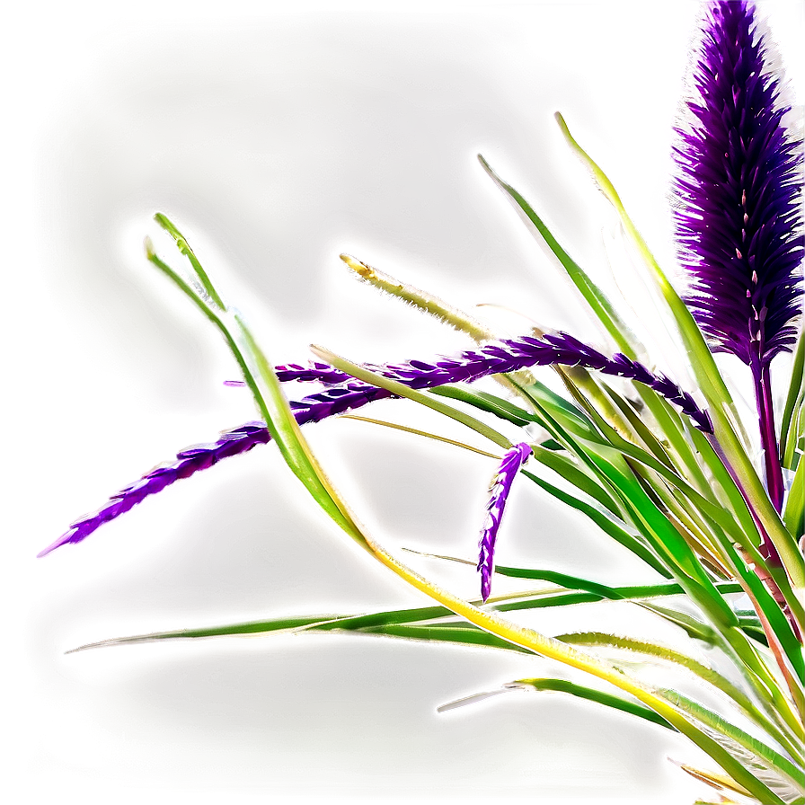 Purple Fountain Grass Png 06212024 PNG Image