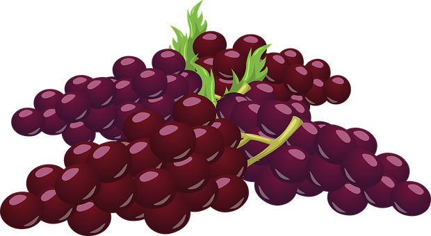 Purple Grapes Vector Illustration PNG Image