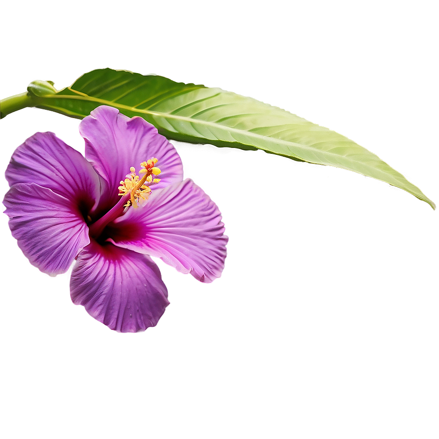 Purple Hibiscus Png 05242024 PNG Image