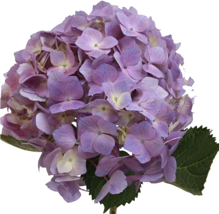 Purple Hydrangea Bloom Transparent Background PNG Image