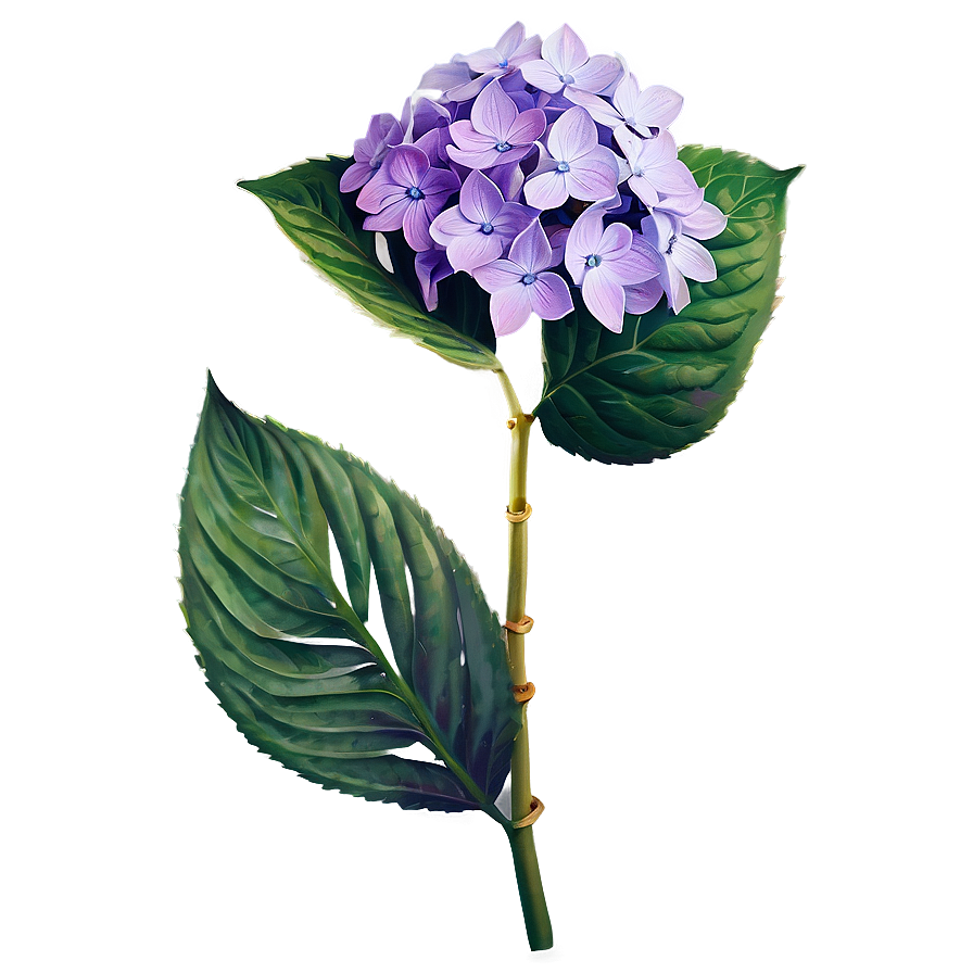 Purple Hydrangea Png 05242024 PNG Image