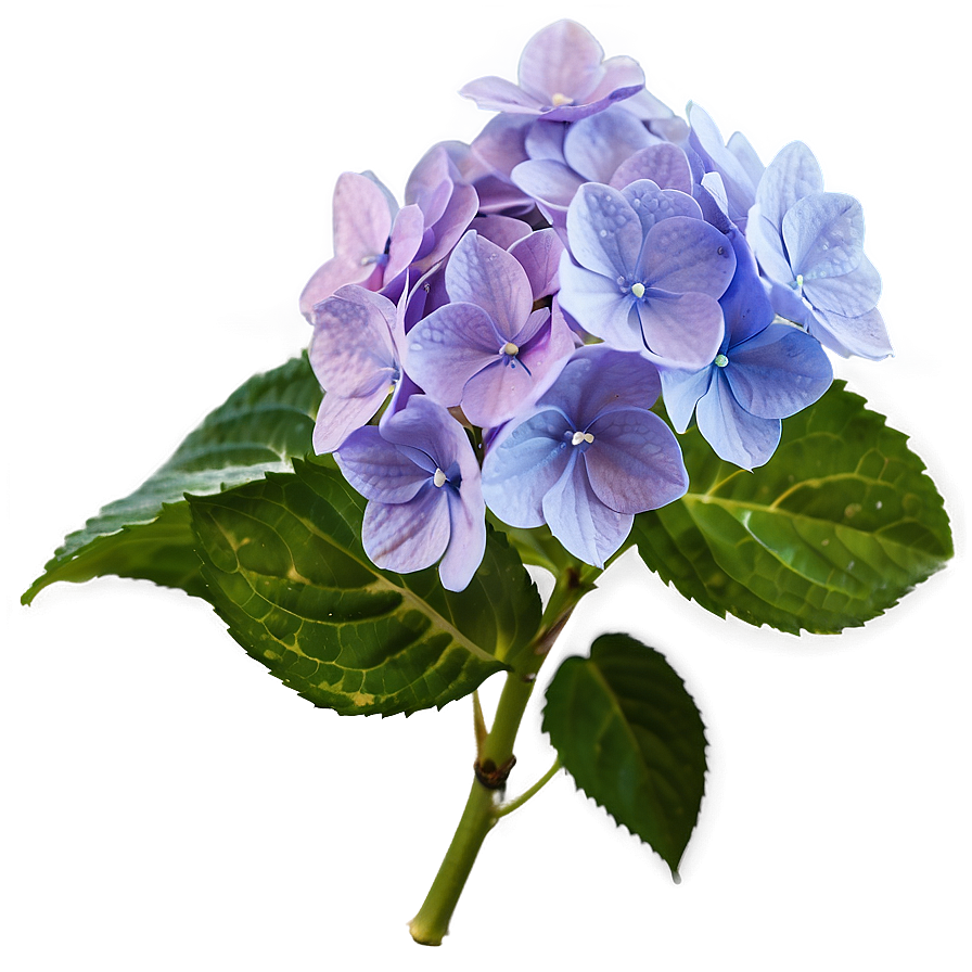 Purple Hydrangea Png Dia PNG Image