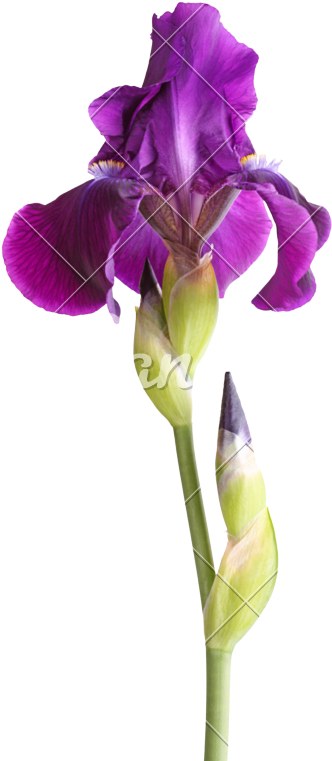 Purple Iris Flower Bloom PNG Image