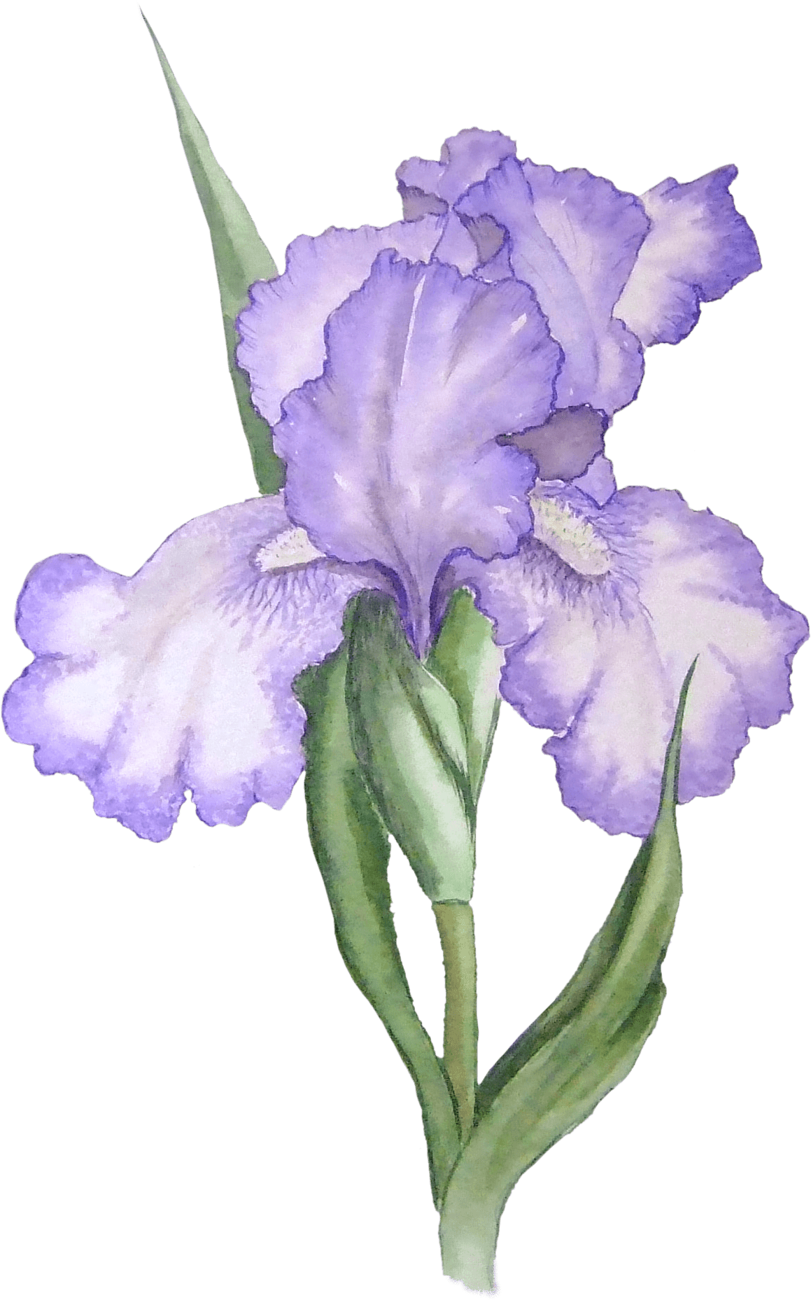 Purple Iris Flower Illustration PNG Image