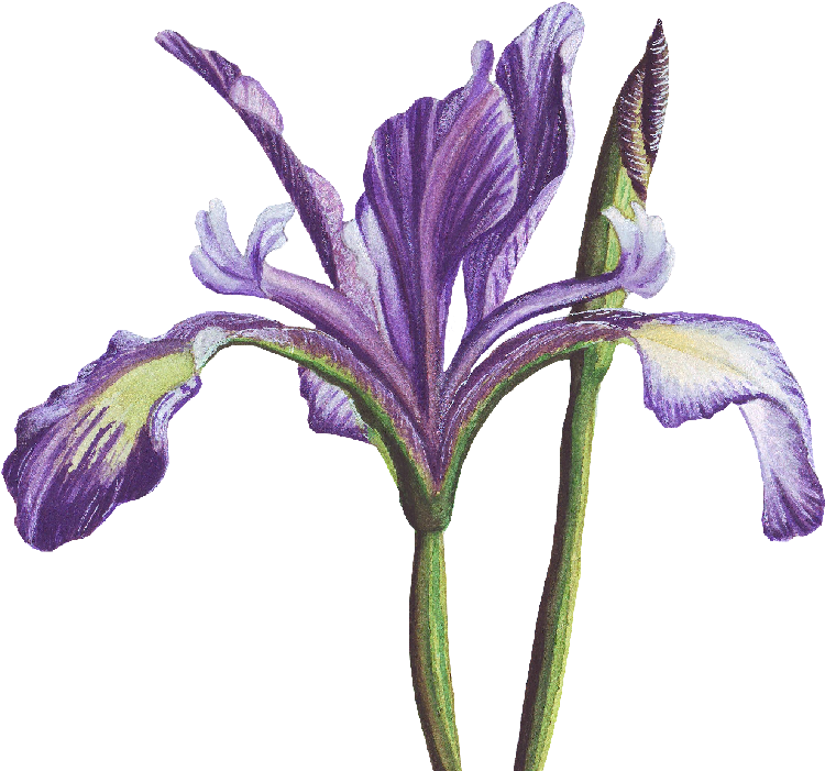 Purple Iris Flower Illustration PNG Image