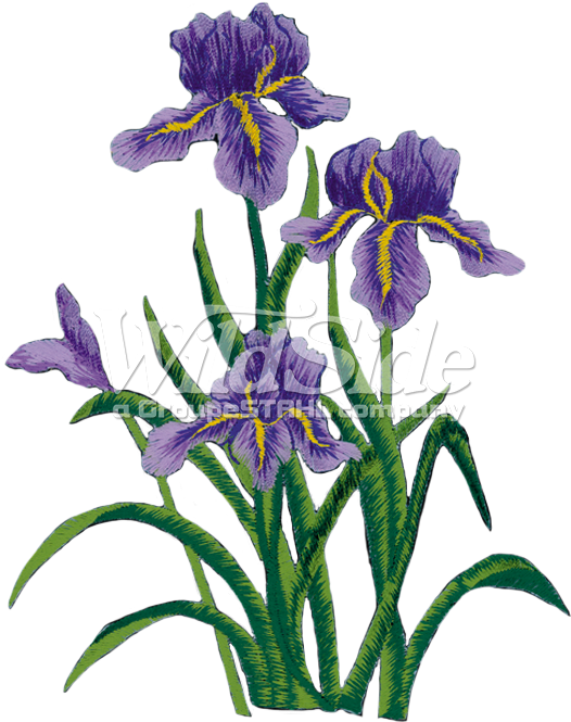 Purple Iris Flowers Illustration PNG Image