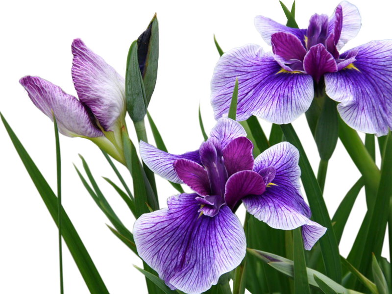 Purple Iris Flowers Transparent Background PNG Image