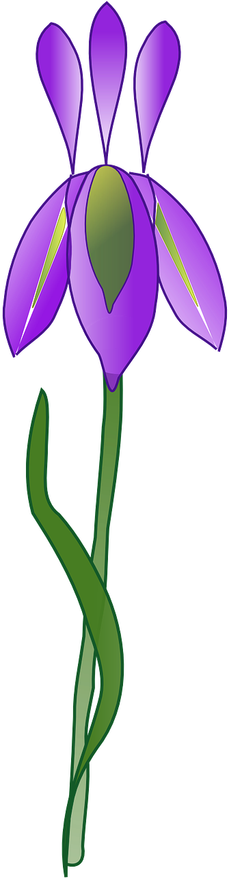 Purple Iris Vector Illustration PNG Image