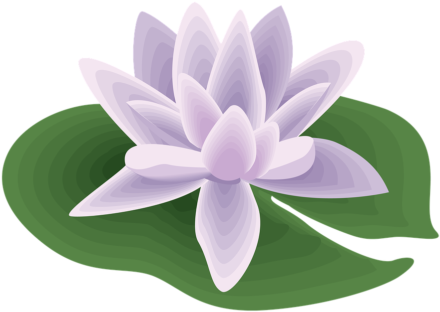 Purple Lotus Vector Art PNG Image