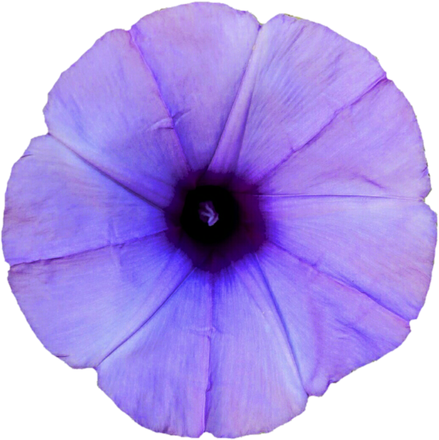 Purple Morning Glory Flower PNG Image