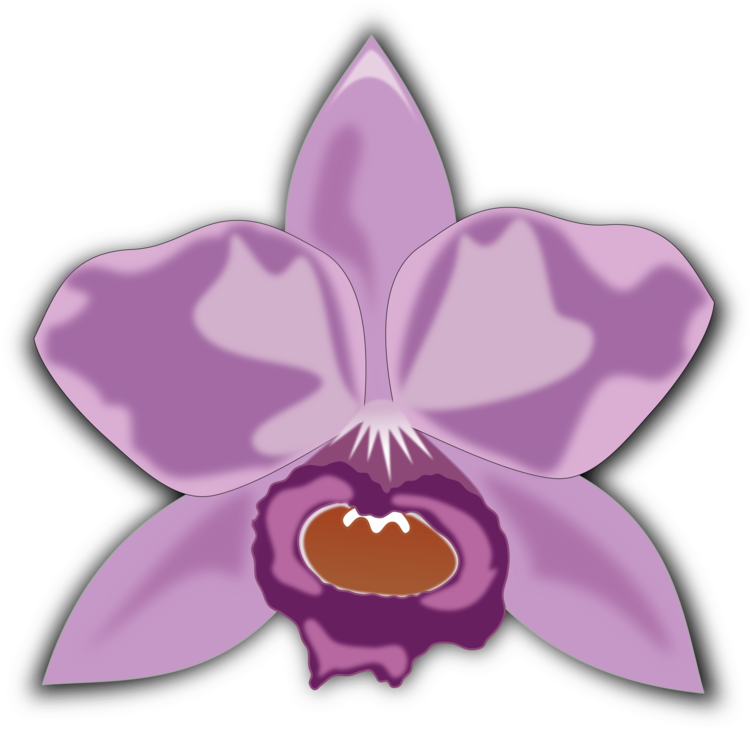 Purple Orchid Illustration PNG Image