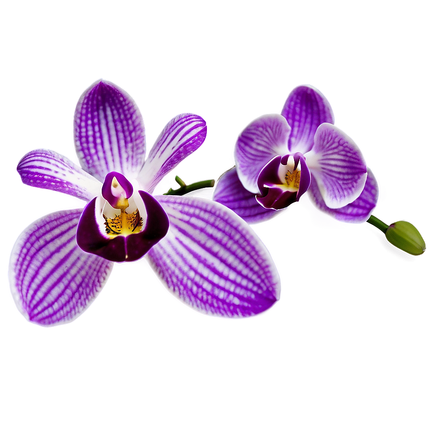 Purple Orchid Png 91 PNG Image