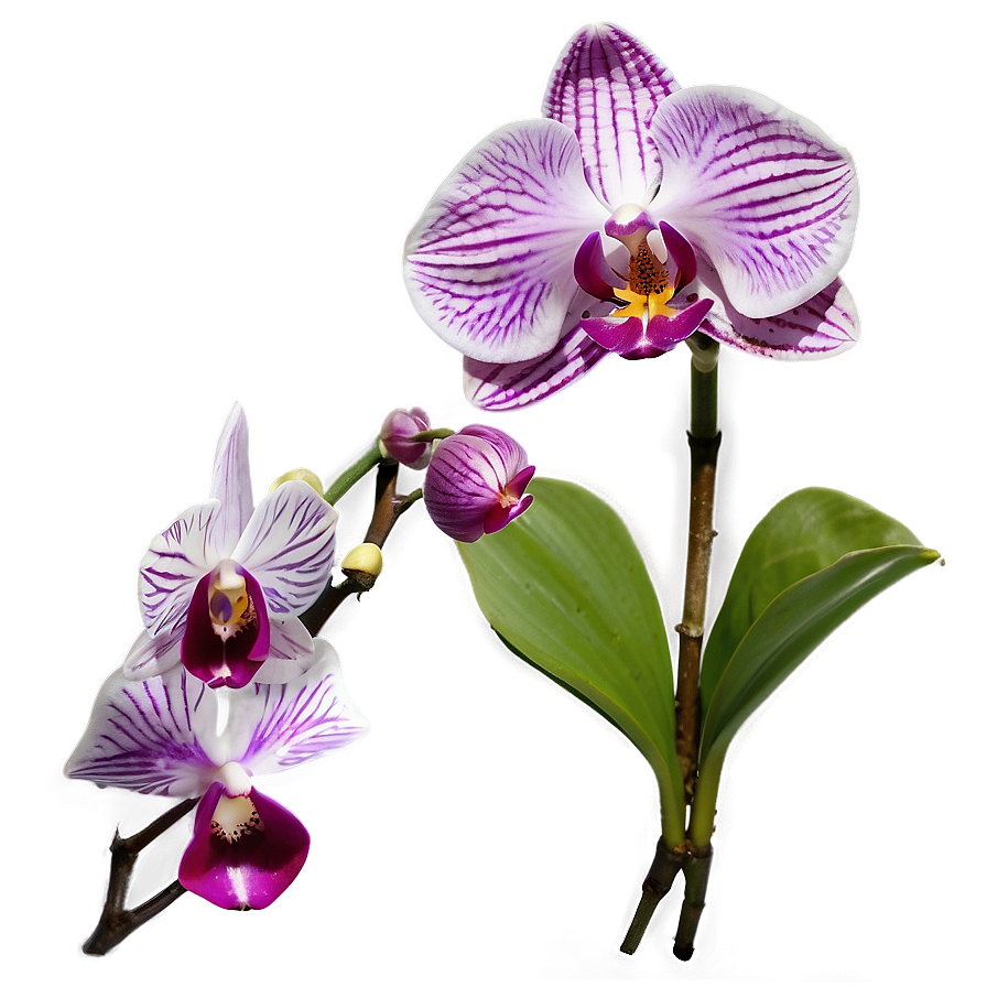 Purple Orchid Png Djc PNG Image