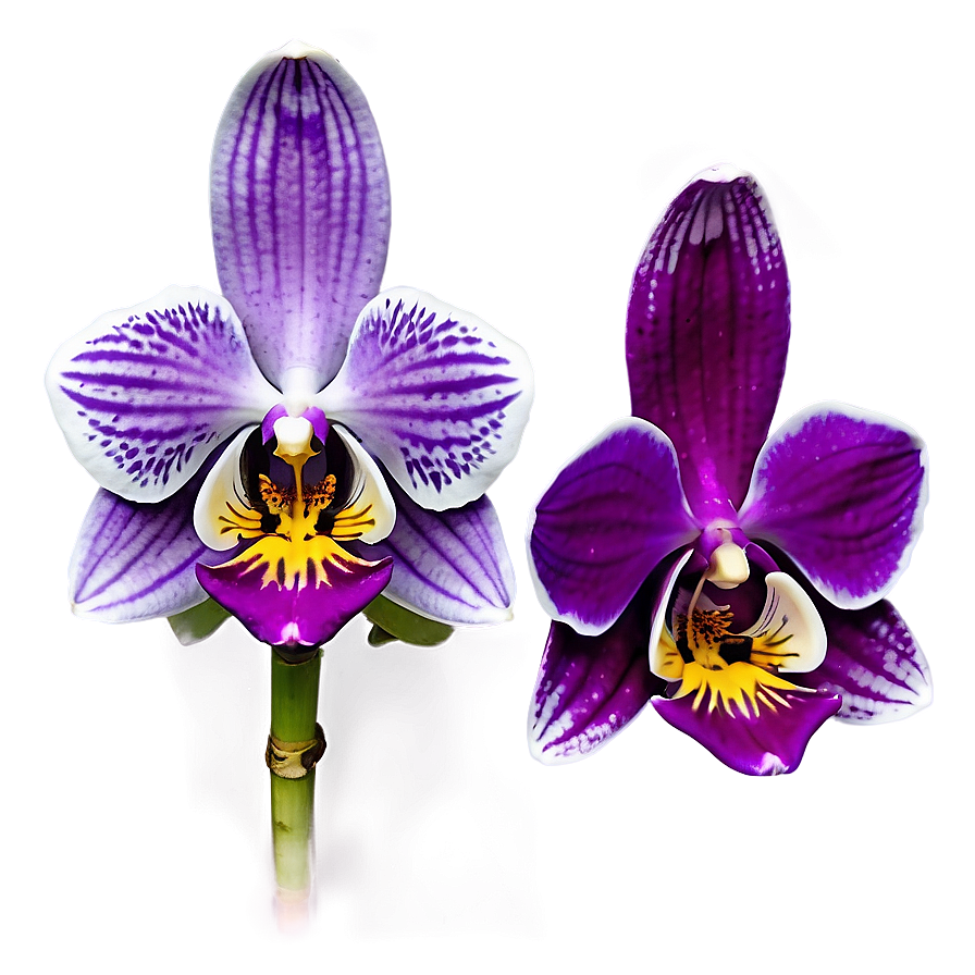 Purple Orchid Png Lbe17 PNG Image