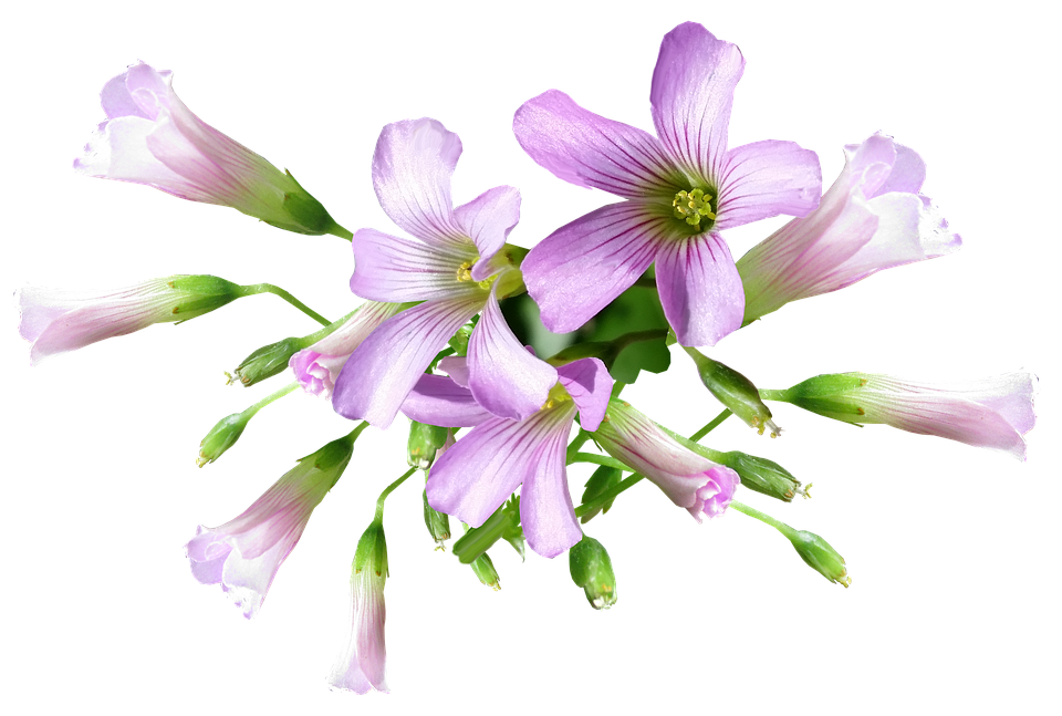 Purple Oxalis Flowers Transparent Background PNG Image