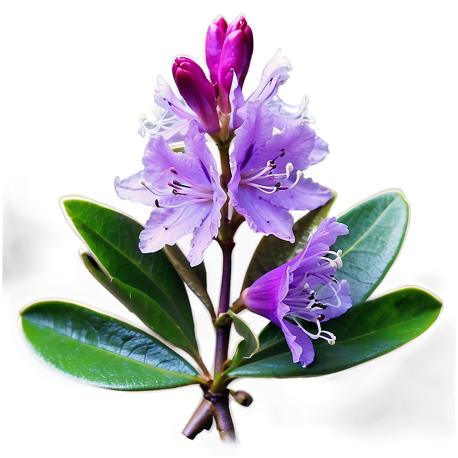 Purple Rhododendron Png 6 PNG Image