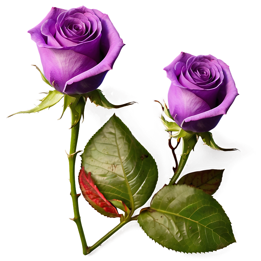 Purple Rose Png 04292024 PNG Image