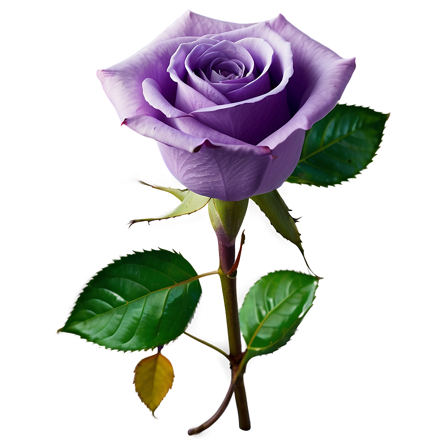 Purple Rose Png Eqs PNG Image