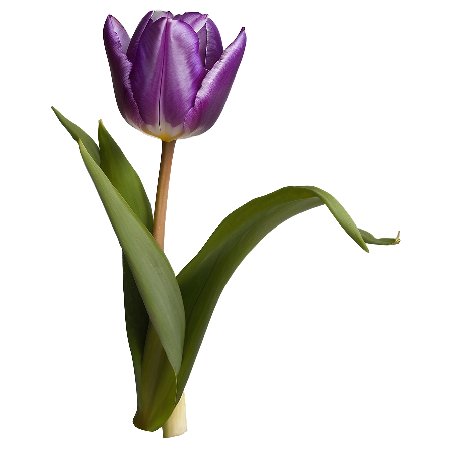 Purple Tulip Png Pqa PNG Image