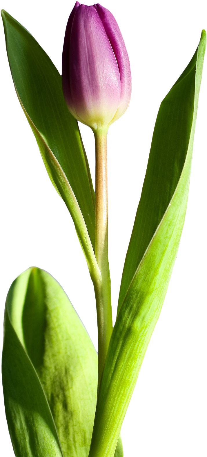 Purple Tulip Single Stem PNG Image