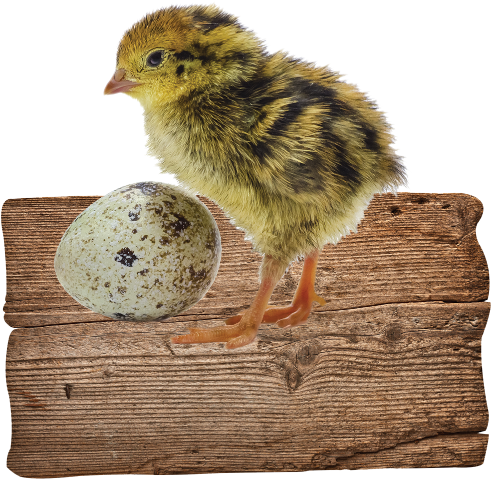 Quail Chickand Eggon Wooden Plank PNG Image