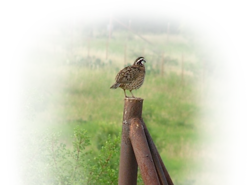 Quail Perchedon Metal Post PNG Image