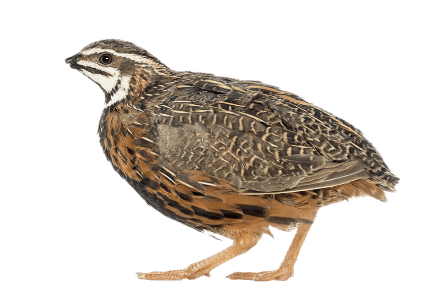 Quail Side View Isolated PNG Image